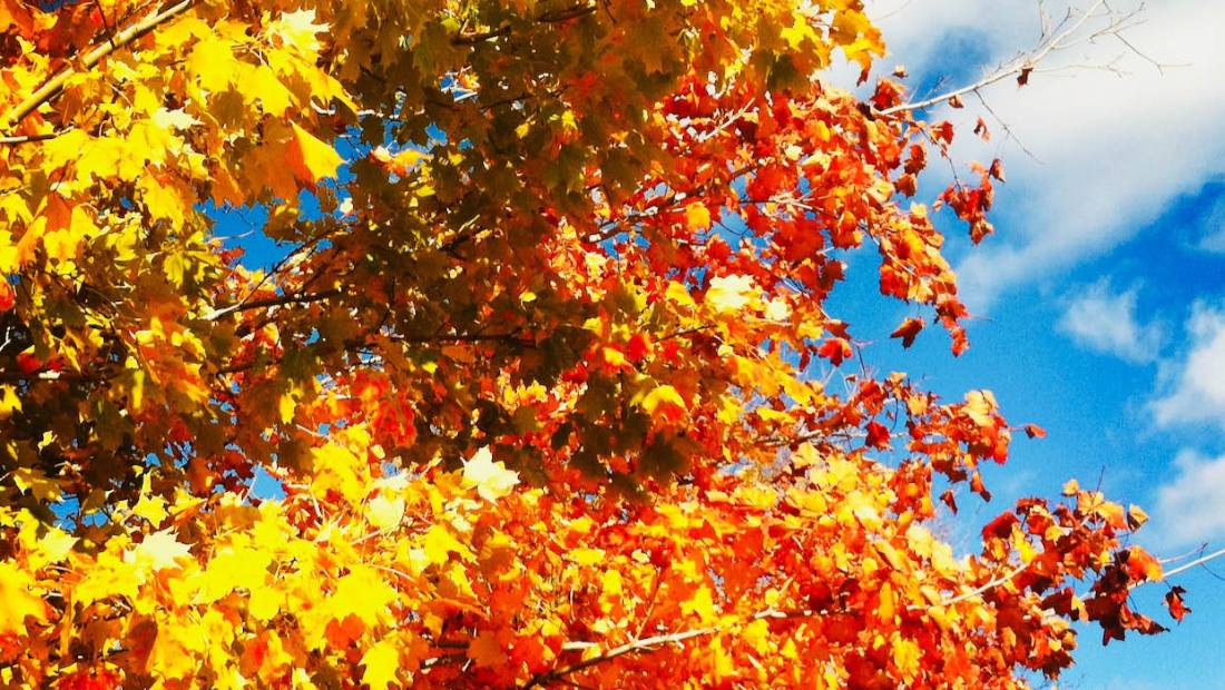 Bursting with vibrant colours makes fall the most photogenic of all seasons. | Robin Esrock