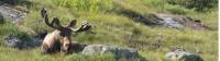 Spotting a bull moose while hiking in Newfoundland |  <i>Newfoundland and Labrador Tourism</i>