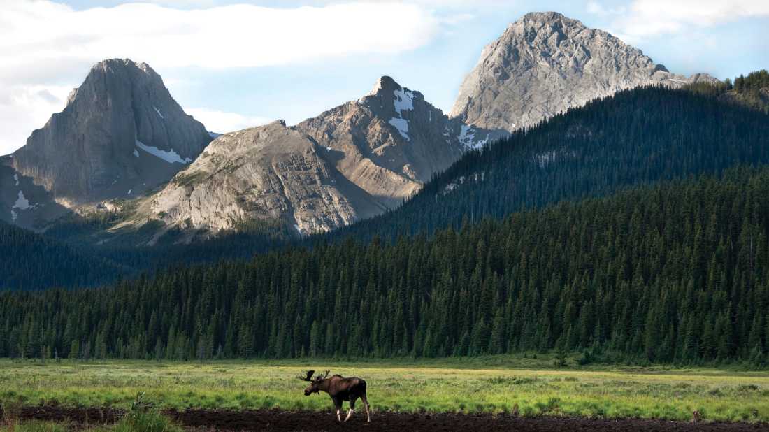 Bull moose in Kananaskis, Alberta | Travel Alberta