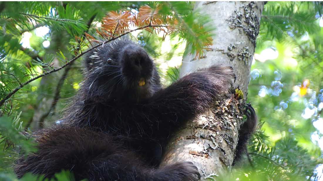 Porcupines can be found along the Traversee de Charlevoix | Leigh McAdam