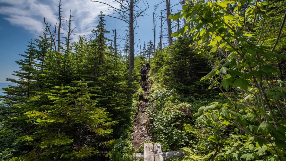 Enjoying a peaceful walk through the woods | <i>Sherry Ott</i>