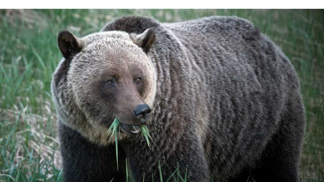 Grizzly bear eating grass in Jasper NP | Jeff Bartlett