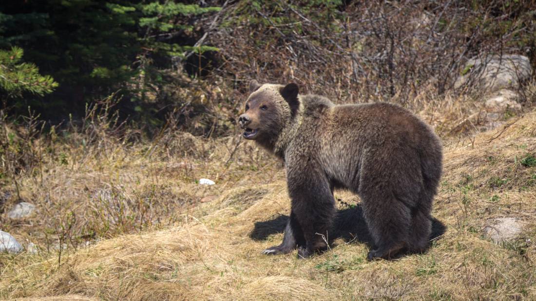 Grizzly bear cub in Jasper NP | <i>Ryan Bray</i>