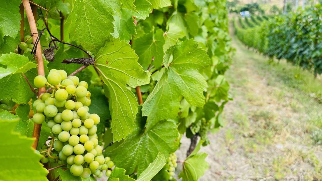 The Naramata Bench in BC is recognized for its high density of wineries | <i>Robin Esrock</i>