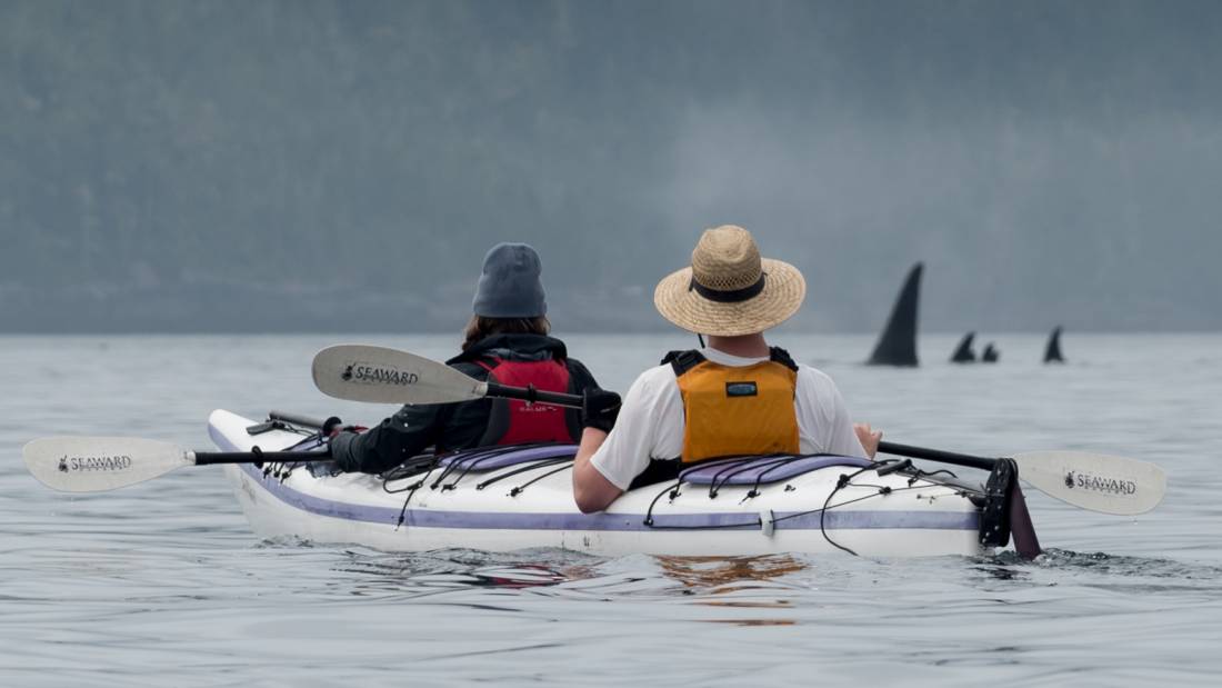 There's no mistaking the distinctive Orca in Johnstone Strait | <i>Jenn Dickie Photography</i>