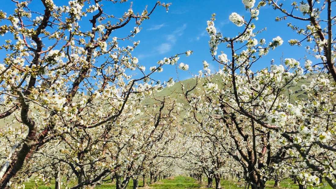 Apple orchards in full bloom, covered in blossoms