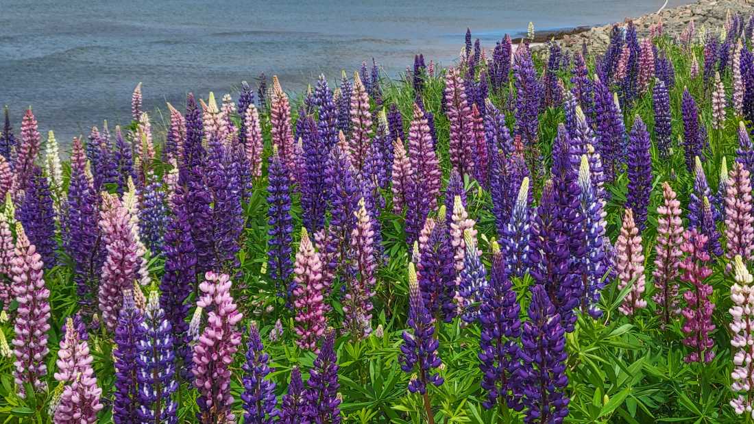 Marvel at colourful displays of lupines, in season, all across the island | Sherry Ott