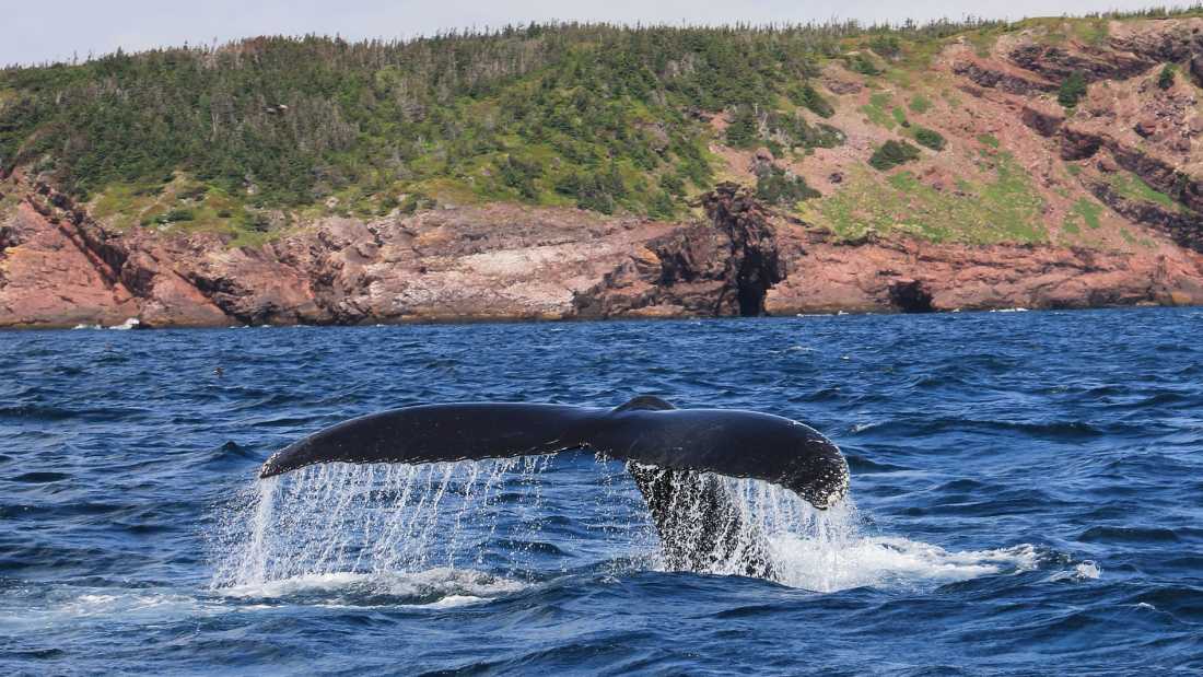 Whale-watching from the East Coast Trail, Newfoundland