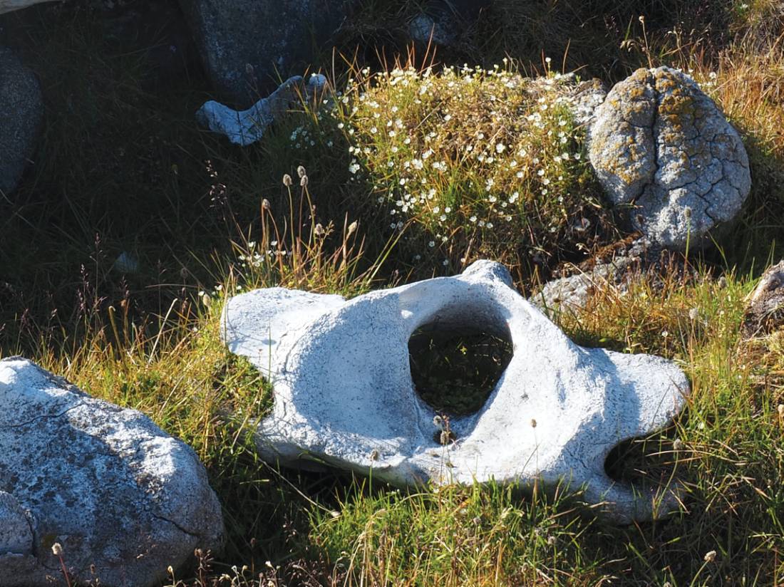 Vertebrae of a Bowhead whale | <i>Rachel Imber</i>